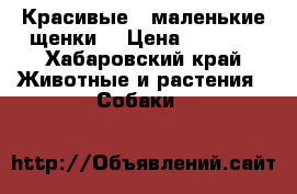 Красивые , маленькие щенки  › Цена ­ 3 000 - Хабаровский край Животные и растения » Собаки   